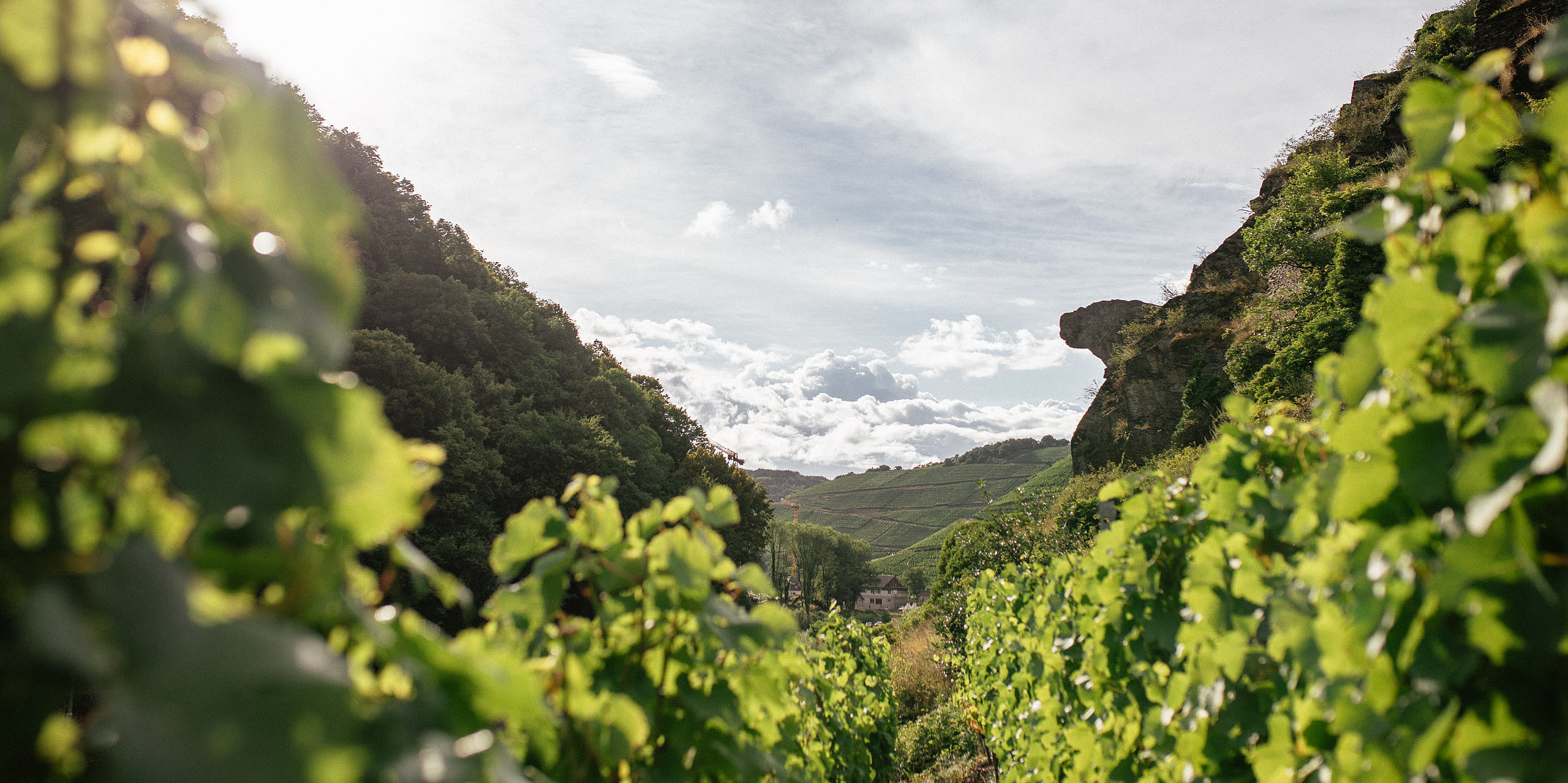 Erfahre mehr über die Weinregion Ahrtal